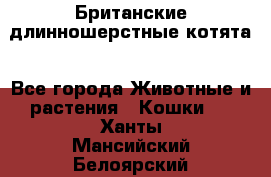 Британские длинношерстные котята - Все города Животные и растения » Кошки   . Ханты-Мансийский,Белоярский г.